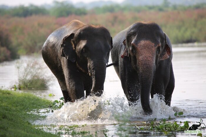 Our elephant care staff ensures these elephants get enough exercise in a day. 