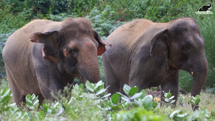 The Centre is bordered with natural enrichments such as tall trees as well. 