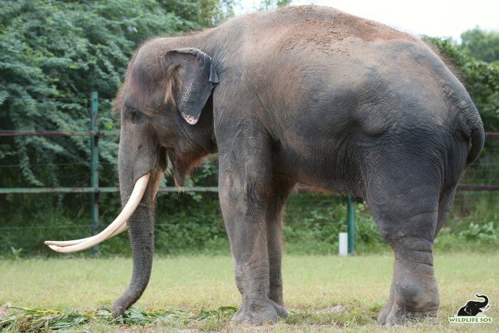 Ramu munching on fresh green fodder, in his free-ranging field.