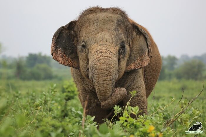 We feel honoured to care for these gentle giants each day of our lives!