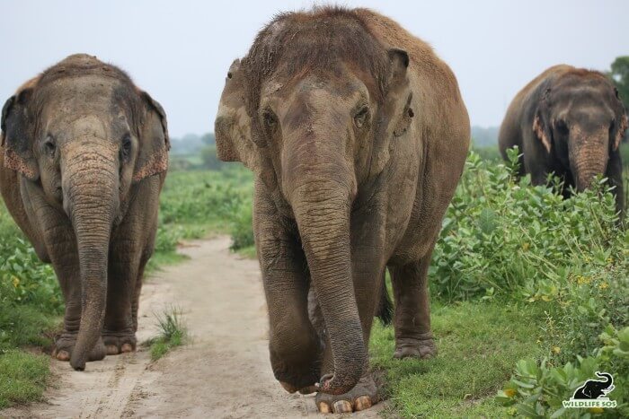 Chanchal leads the walks with Laxmi in the middle and Bijli trailing at the far end. 