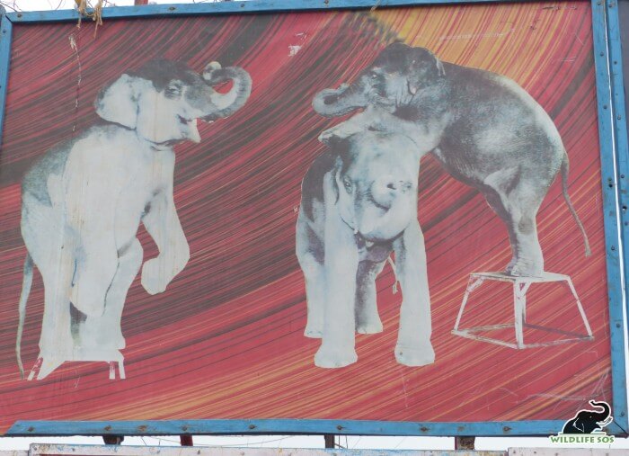 Elephants, once broken and tamed, are abused for the entertainment industry.