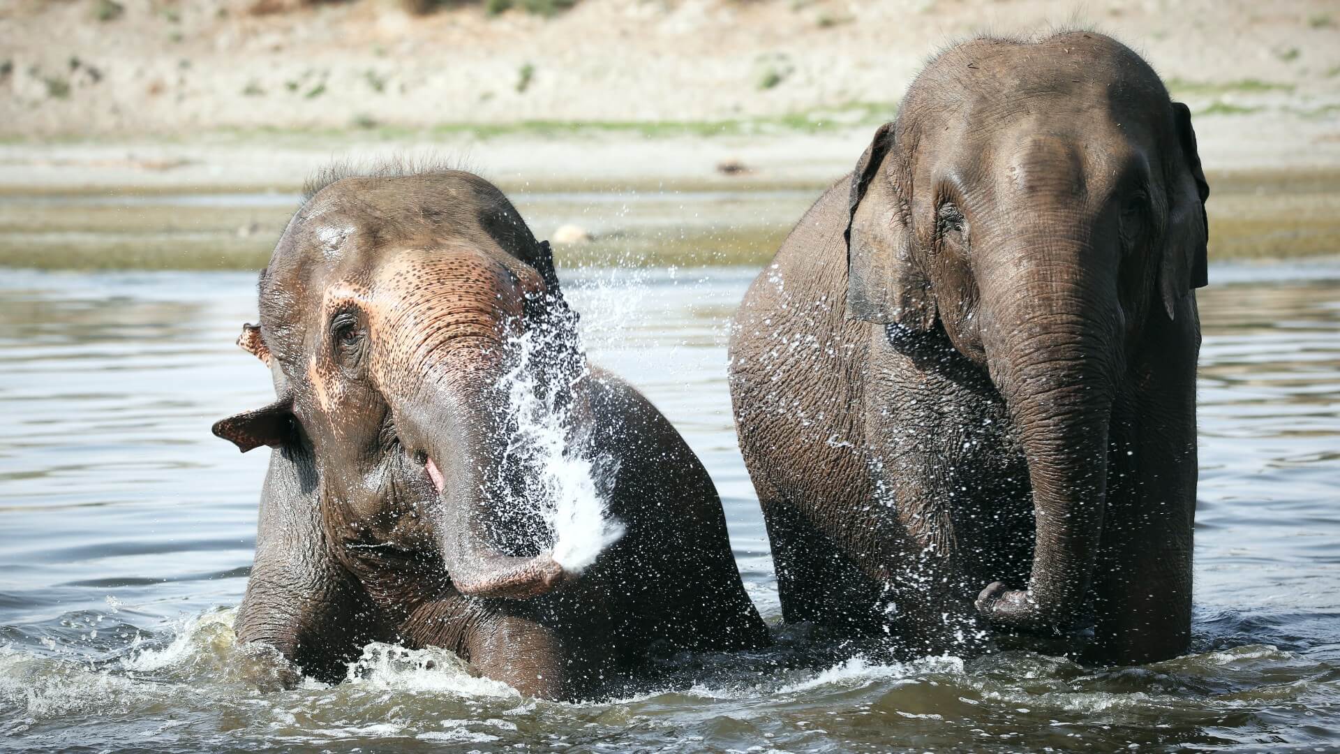 Caring For Young Elephants - Wildlife SOS