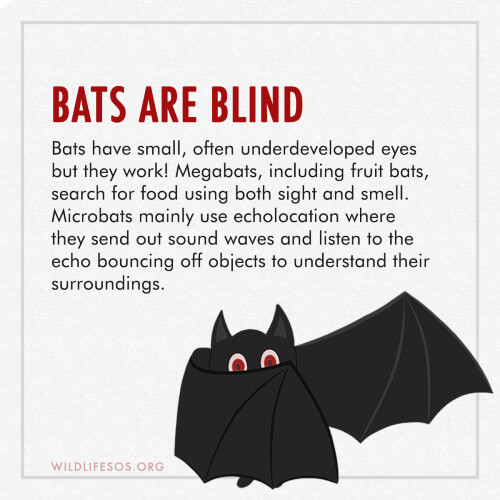 Bats Make Good Neighbors: Ten Facts That May Surprise You