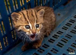 Baby Rusty-Spotted Cats Reunited with their mother in Maharashtra ...