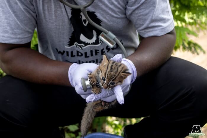 Rusty Spotted Cat Kittens