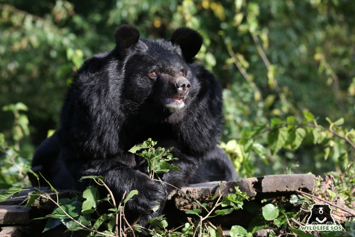 Even wildlife in relatively inaccessible regions is not impervious to climate change and ecological imbalance 