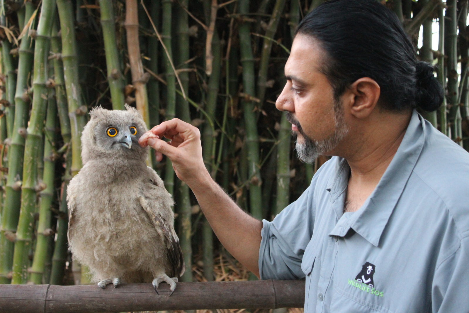 Happiness delivery: Rescue and rehabilitation of wildlife - Wildlife SOS