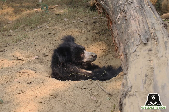 Leena spends het time digging up mud pits