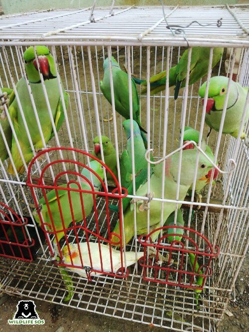 Live Parakeets kept for sale 