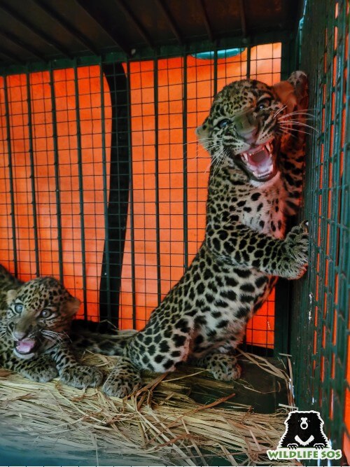 Cubs rescued from a well in Maharashtra 