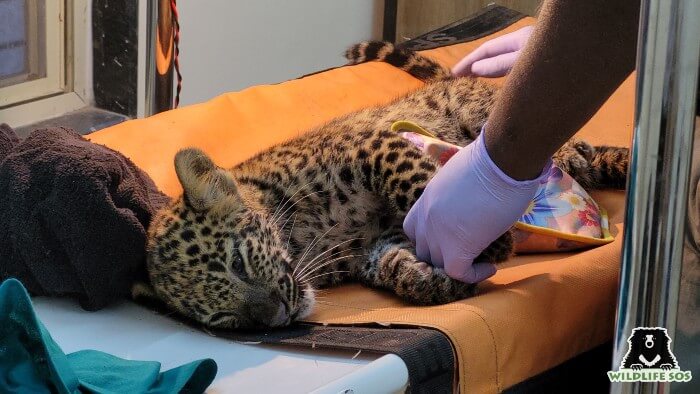 Rescued cub recieves treatment at Manikdoh Leopard Rescue Center 