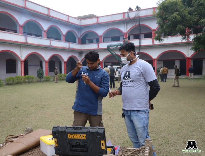 Dr. Rahul Prasad preparing the tranquillising equipment to rescue the leopard trapped in Aligarh college