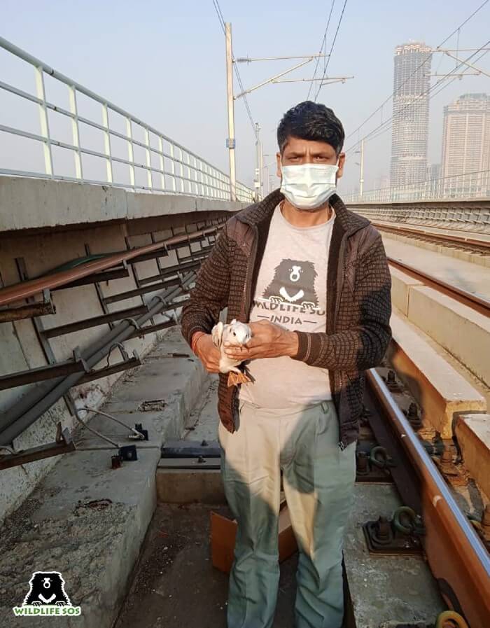 Metro services were halted to undertake the rescue of an injured Brown-headed Gull 