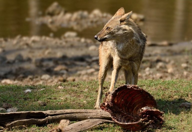 Symbiosis When Different Species Work Together In The Wild Wildlife SOS