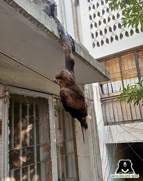 The Delhi team received a call about an injured Black Kite from Siddhartha Enclave in November