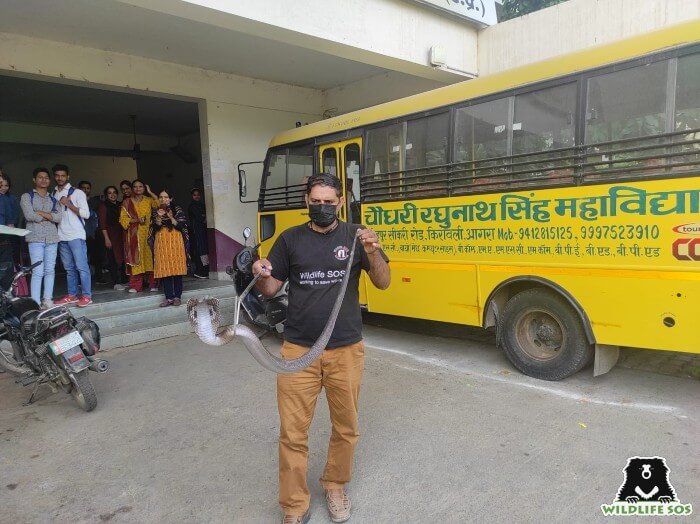 Our expert rescuer, Hatham, handles snakes with utmost care 