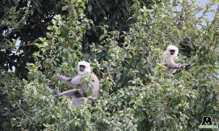 Monkeys in the City: The Urban Wildlife Syndrome and the