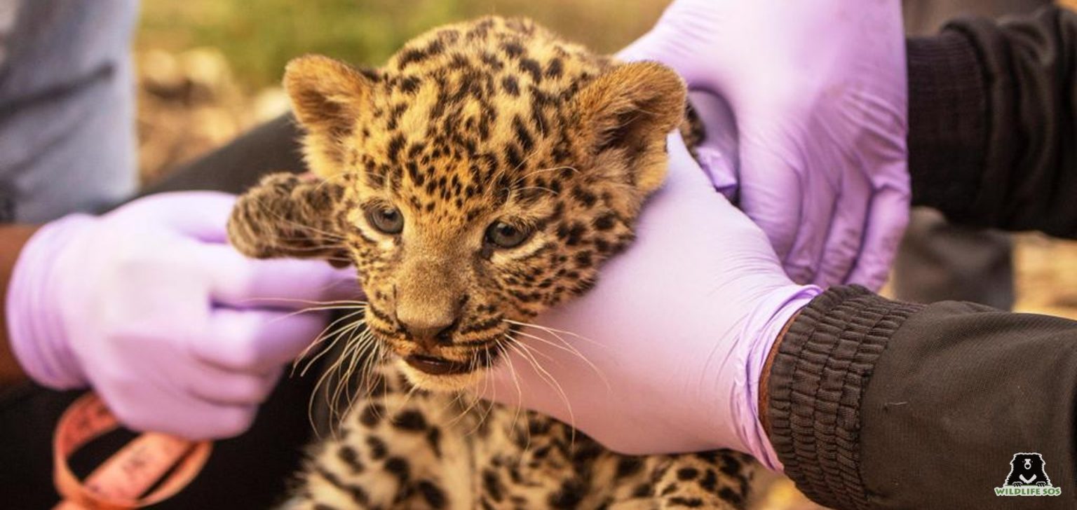 Rescued And Reunited A Leopard Cub From Maharashtra Wildlife Sos