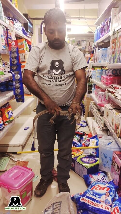 A team member rescues monitor lizard from detergent aisle in grocery shop
