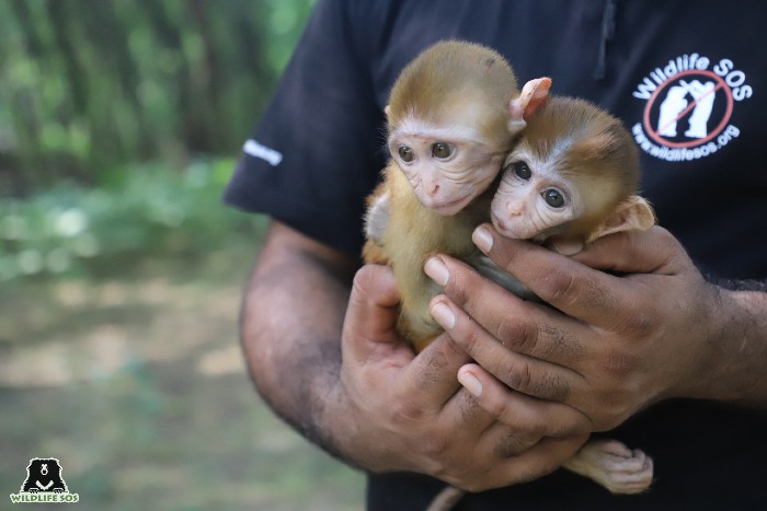 Monkeys in the City: The Urban Wildlife Syndrome and the