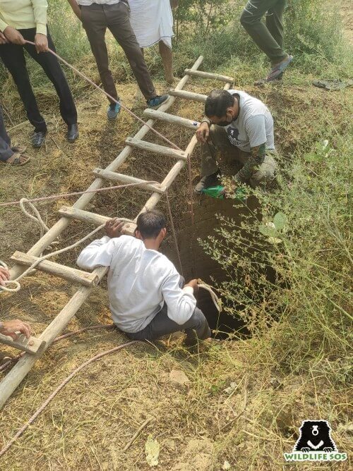 A baby Nilgai and a Civet Cat were rescued from a borewell in November