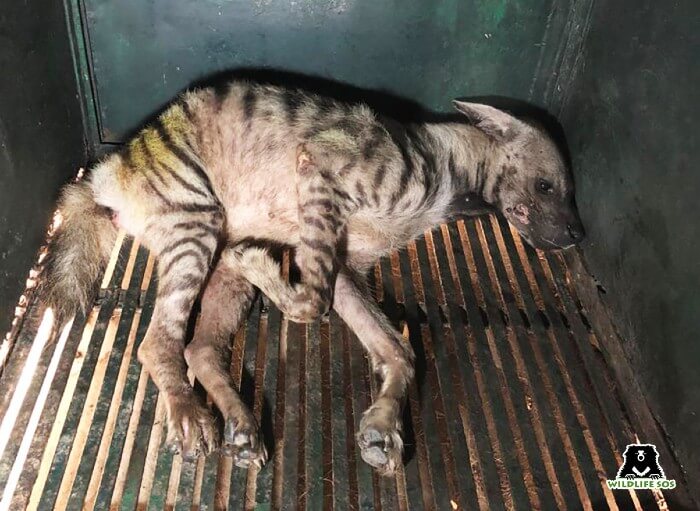 Hyena with spine fracture rescued by Wildlife SOS