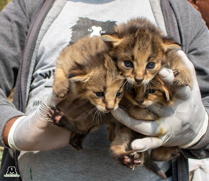 Wildlife SOS veterinarian examines baby jungle cats 