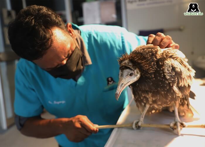 Dehydrated vulture is rushed to the recovery facility for treatment where the Wildlife SOS vet examines it