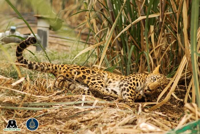 A leopard was stuck in a cruel jaw trap