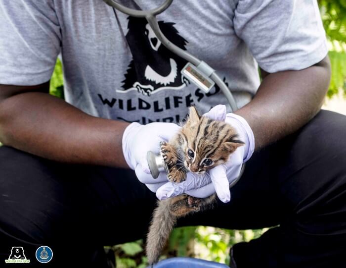 Veterinarian examining baby rusty-spotted cats before reuniting them with their mother 