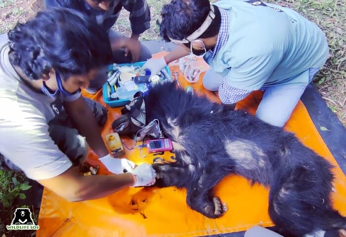 Sloth Bear Millie undergoing emergency treatment after getting caught by a deadly snare trap 
