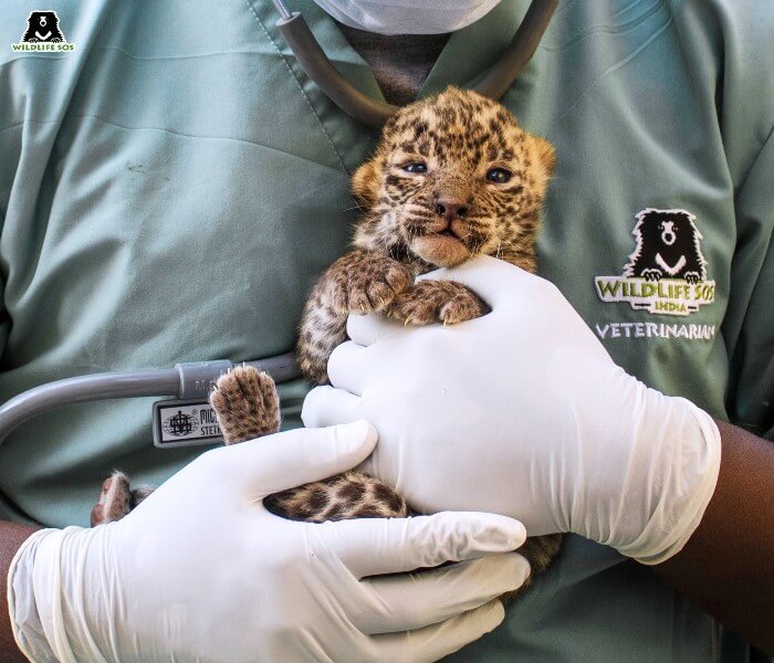 The vet uses his gear to examine the leopard cub