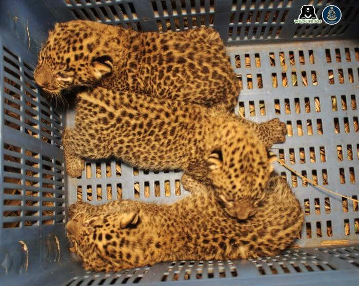 Leopard cubs found in sugarcane field were examined by Wildlife SOS vet, Dr. Nikhil Bangar