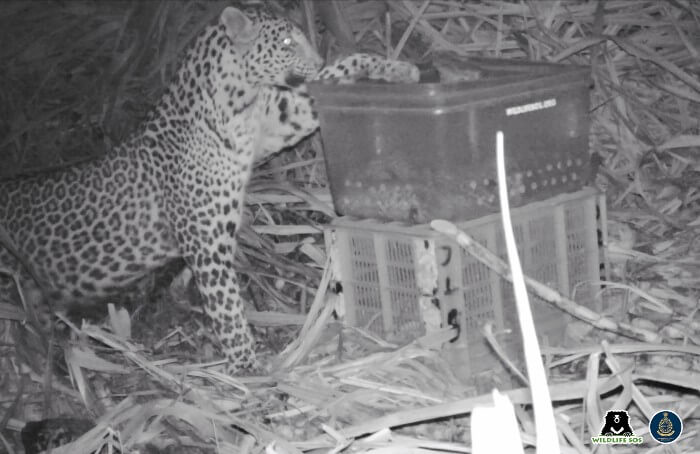 Leopard reunion caught on motion-sensing camera traps