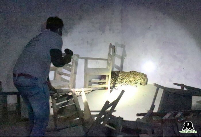 The team is prepared for every scenario and successfully tranquilizes the leopard! 