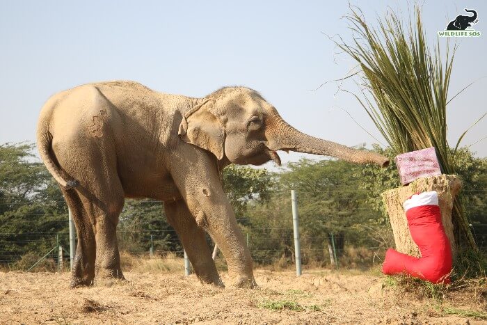 Pari was treated to Christmas-themed enrichments!