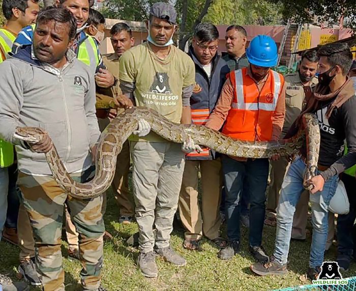 The Rapid Response Unit in Delhi extricated a very large python from Bhagirathi Water Treatment Plant