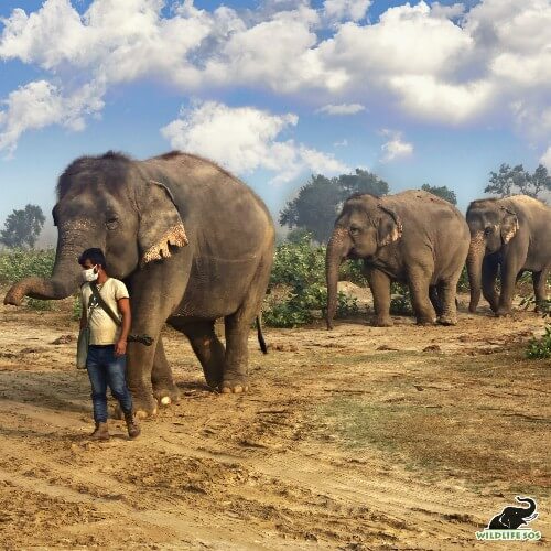 Chanchal, Bijli and Laxmi go on walks together.