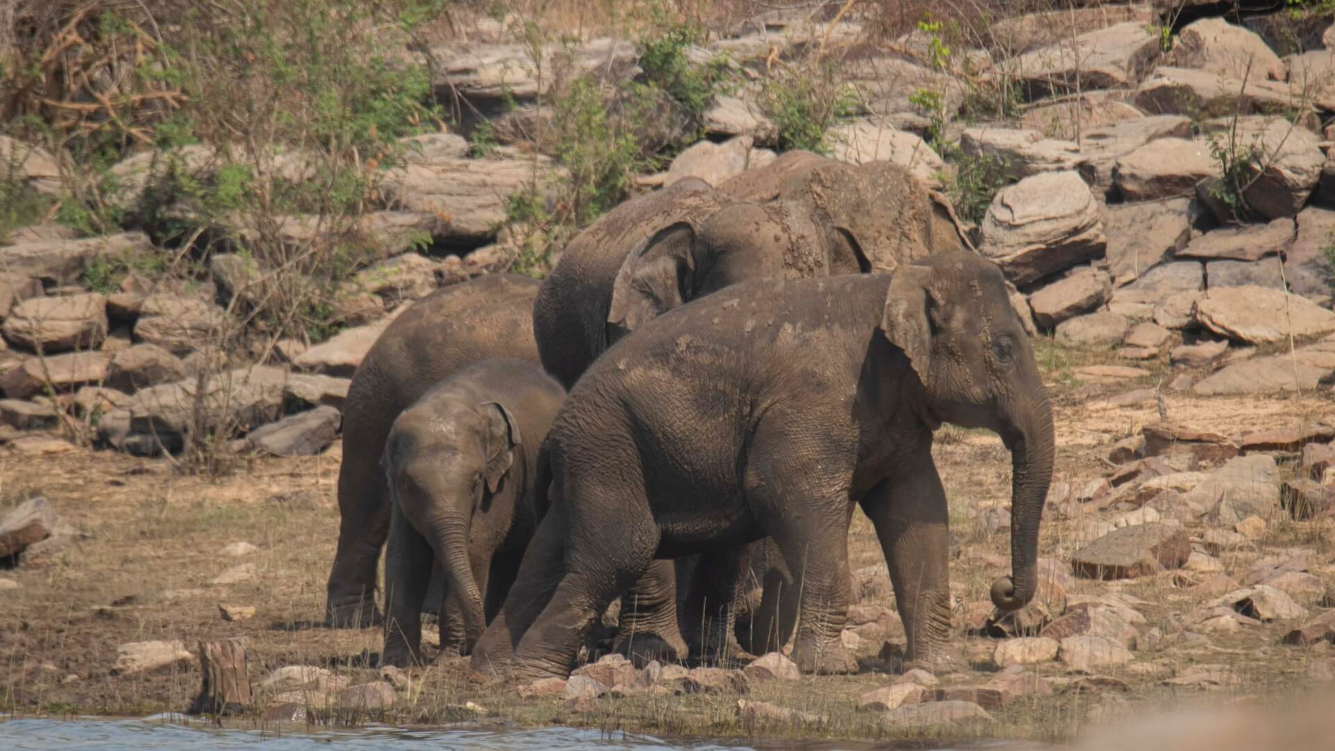 Giants Enslaved: The Decline Of Asian Elephants - Wildlife SOS