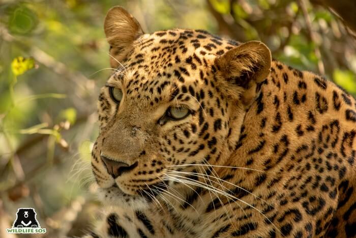 Sundari is five years old as of her fifth rescueversary