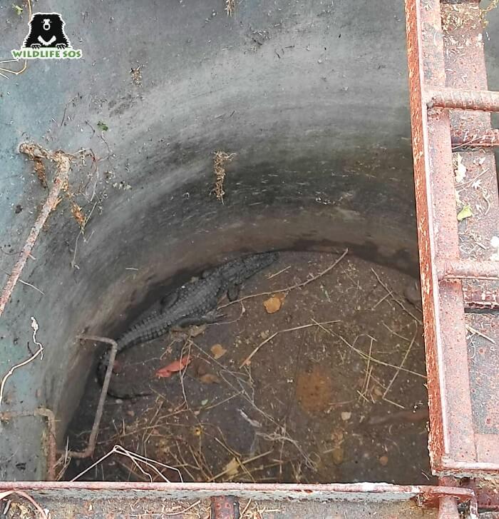 The Vadodara team rescued a crocodile trapped in a well 