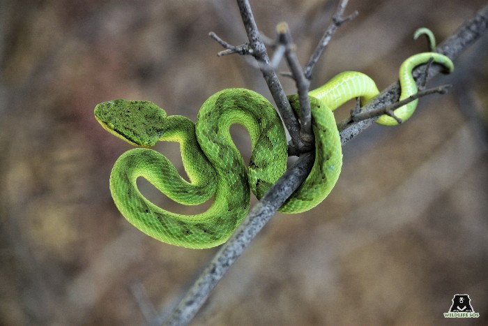 Bamboo Pit Viper Snake 