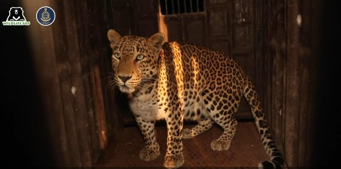 The team uses trap cages to safely rescue and transport leopards 