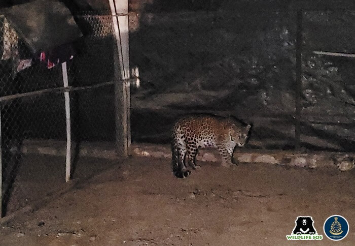 A stray leopard wanders into a cattle shed in Taharabad Village, Maharashtra 