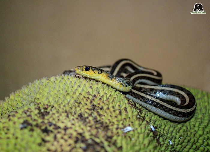 venomous snakes - Google Search  Cobra-real, Veneno de cobra, Cobras