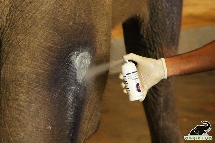 The vets carefully disinfect and treat all wounds