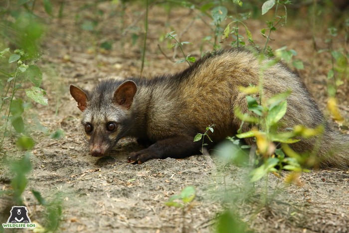 This Civet Cat wandered into a farmhouse in Delhi 