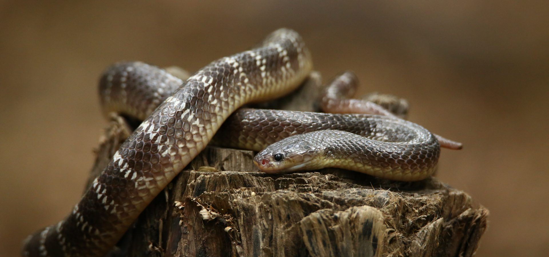 milk snake teeth