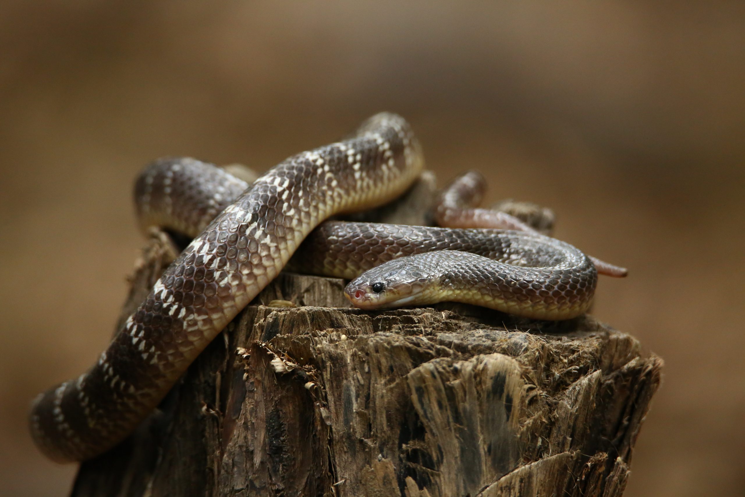 Venomous Snakes Of India - Wildlife SOS